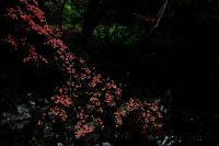 紅葉　環境芸術の森