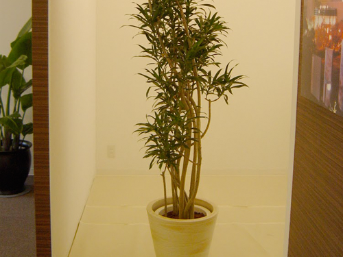 観葉植物と寄植えのレンタル