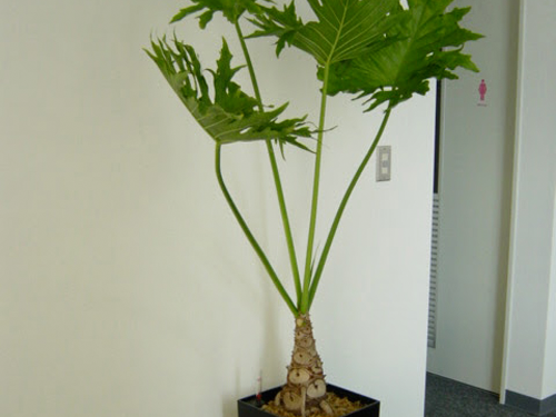 観葉植物と寄植えのレンタル