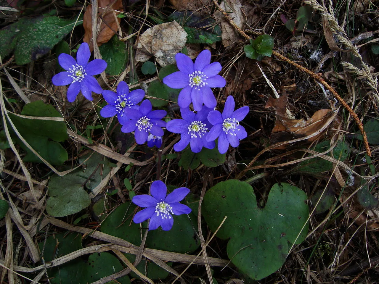 みすみ草 ゆきわり草 1月5日の誕生花 通販 愛香園 家庭菜園 造園 観葉植物の通販 造園 樹木 植物のスペシャリスト集団