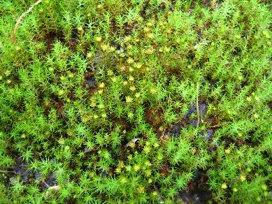 コケ 1月22日の誕生花 通販 愛香園 家庭菜園 造園 観葉植物の通販 造園 樹木 植物のスペシャリスト集団