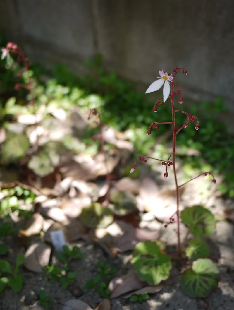 誕生花