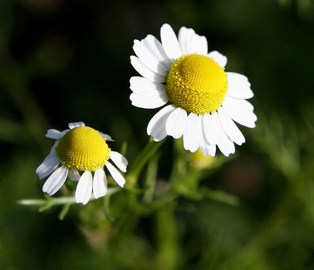 誕生花