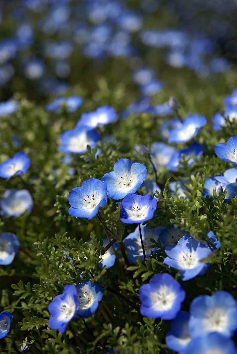 誕生花