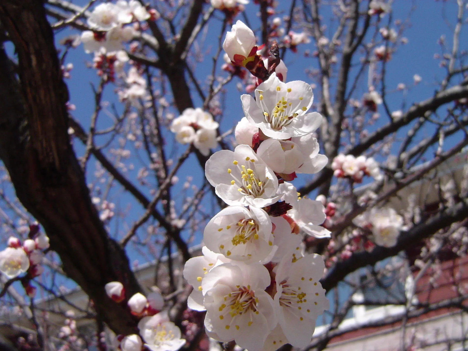 誕生花