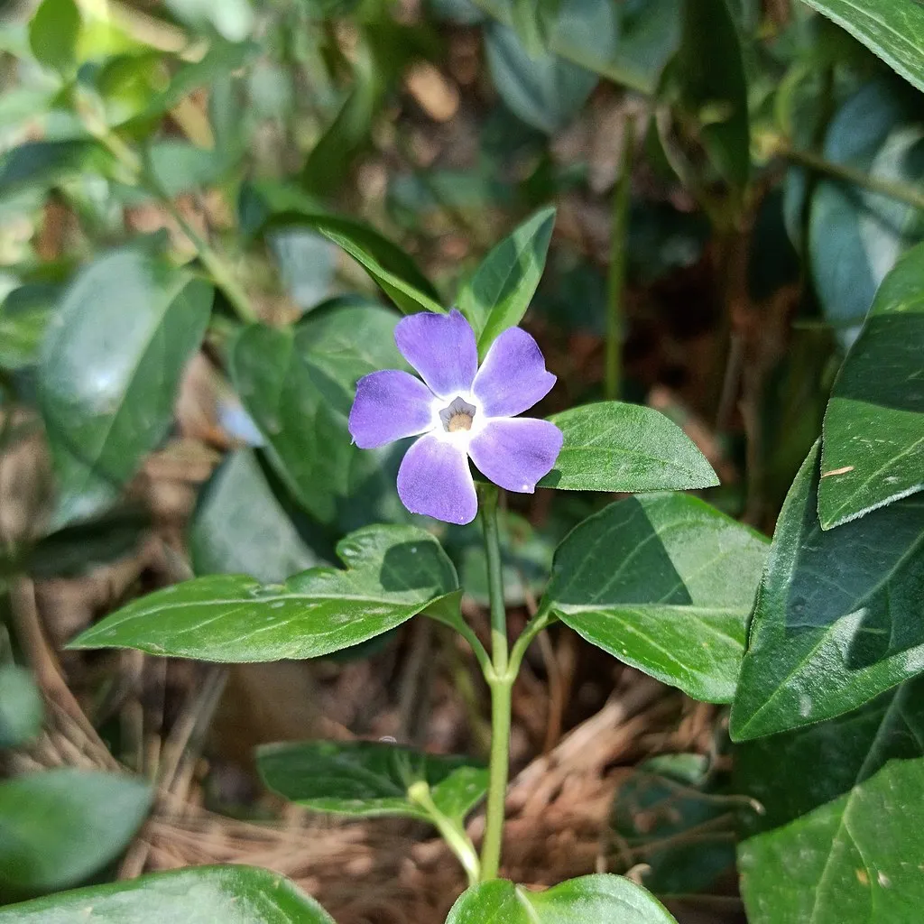 誕生花