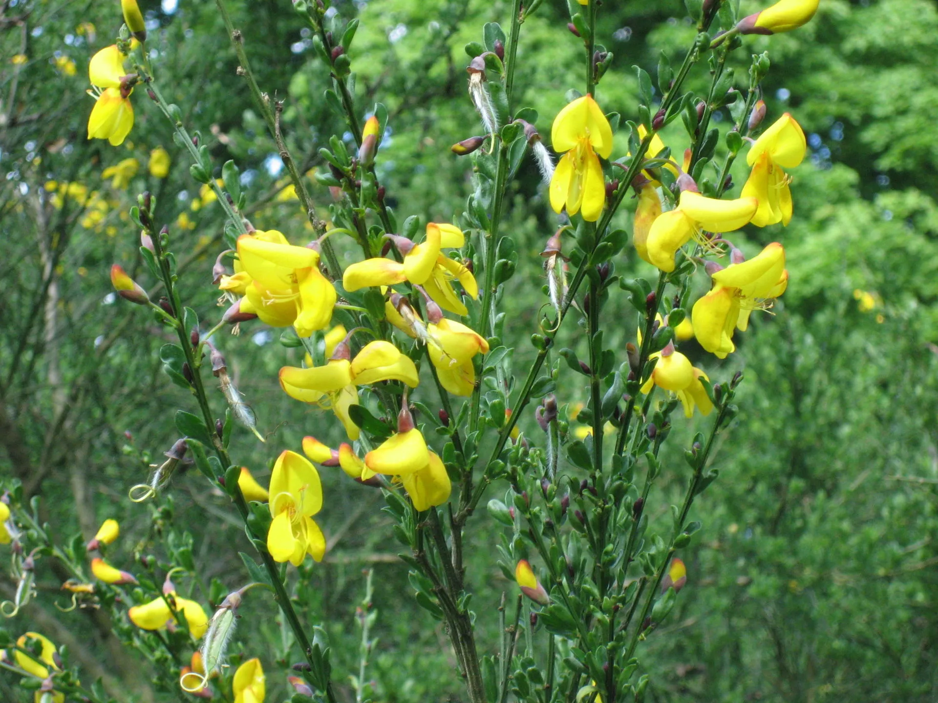 エニシダ 4月8日の誕生花 通販 愛香園 家庭菜園 造園 観葉植物の通販 造園 樹木 植物のスペシャリスト集団