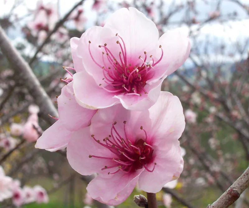 桃の花 4月12日の誕生花 通販 愛香園 家庭菜園 造園 観葉植物の通販 造園 樹木 植物のスペシャリスト集団