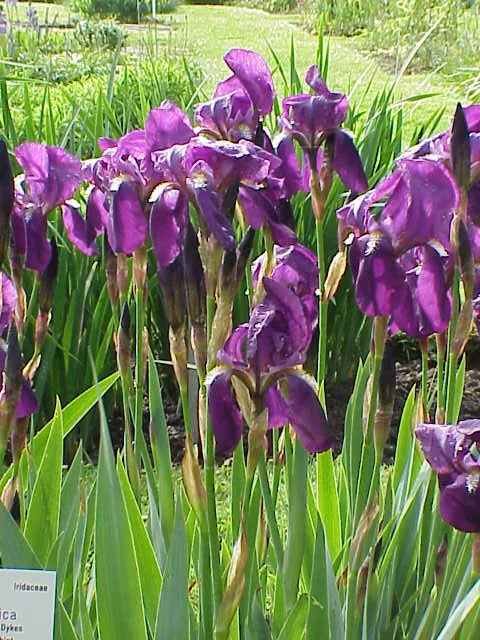 ドイツ菖蒲 4月17日の誕生花 通販 愛香園 家庭菜園 造園 観葉植物の通販 造園 樹木 植物のスペシャリスト集団