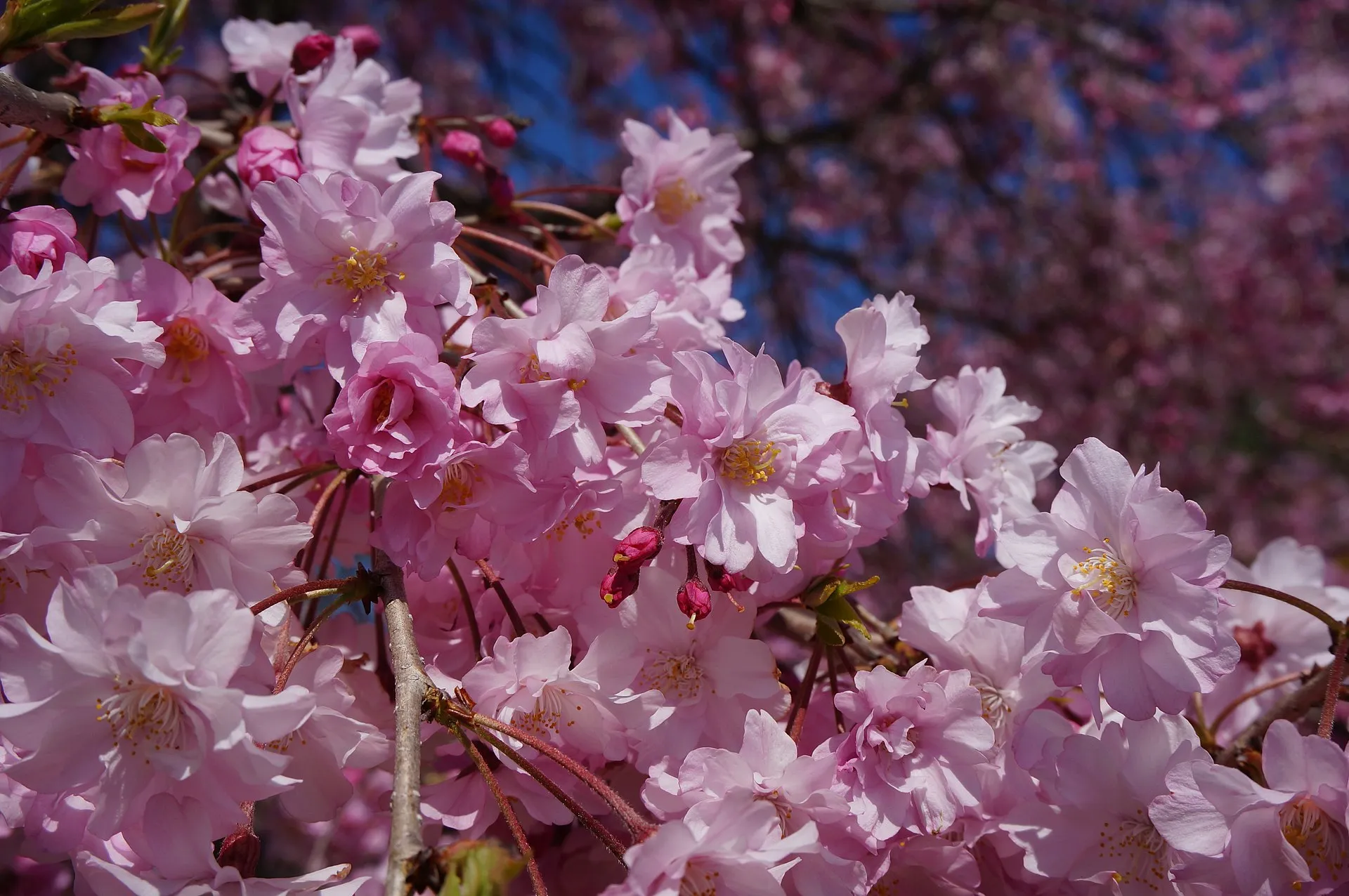 八重桜 5月9日の誕生花 通販 愛香園 家庭菜園 造園 観葉植物の通販 造園 樹木 植物のスペシャリスト集団