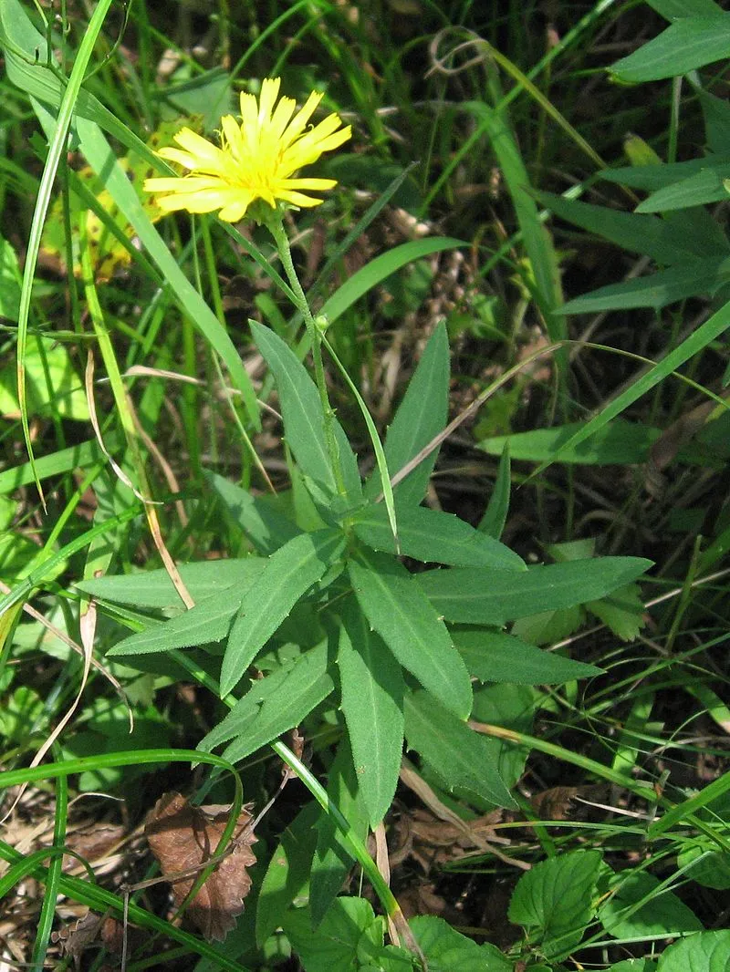 ヤナギタンポポ 5月16日の誕生花 通販 愛香園 家庭菜園 造園 観葉植物の通販 造園 樹木 植物のスペシャリスト集団