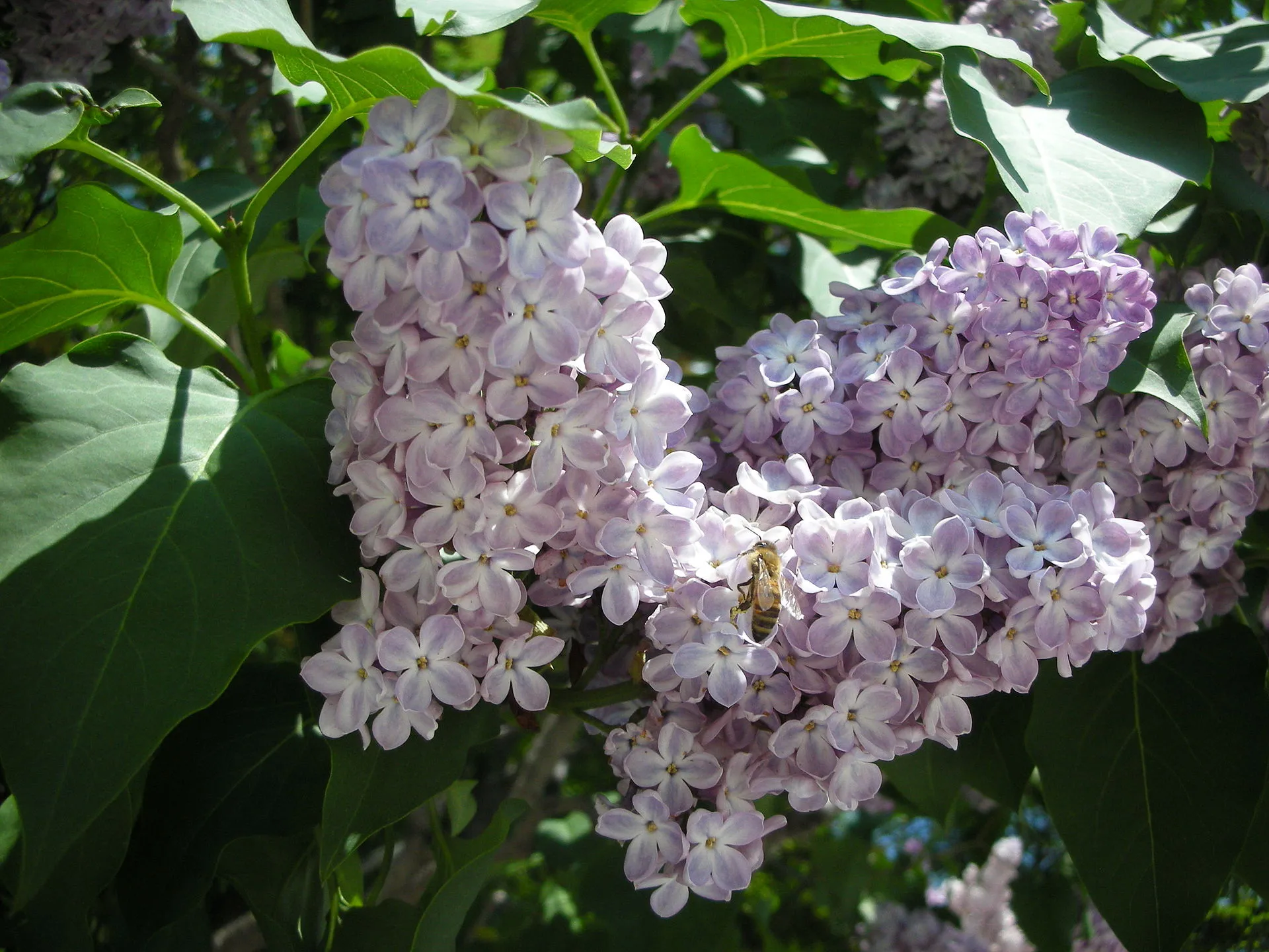 ライラック 紫 5月30日の誕生花 通販 愛香園 家庭菜園 造園 観葉植物の通販 造園 樹木 植物のスペシャリスト集団