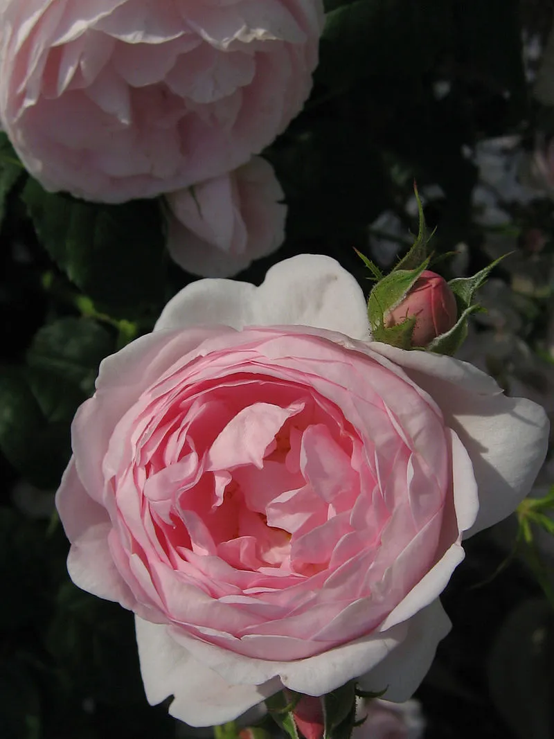 バラ 6月4日の誕生花 通販 愛香園 家庭菜園 造園 観葉植物の通販 造園 樹木 植物のスペシャリスト集団