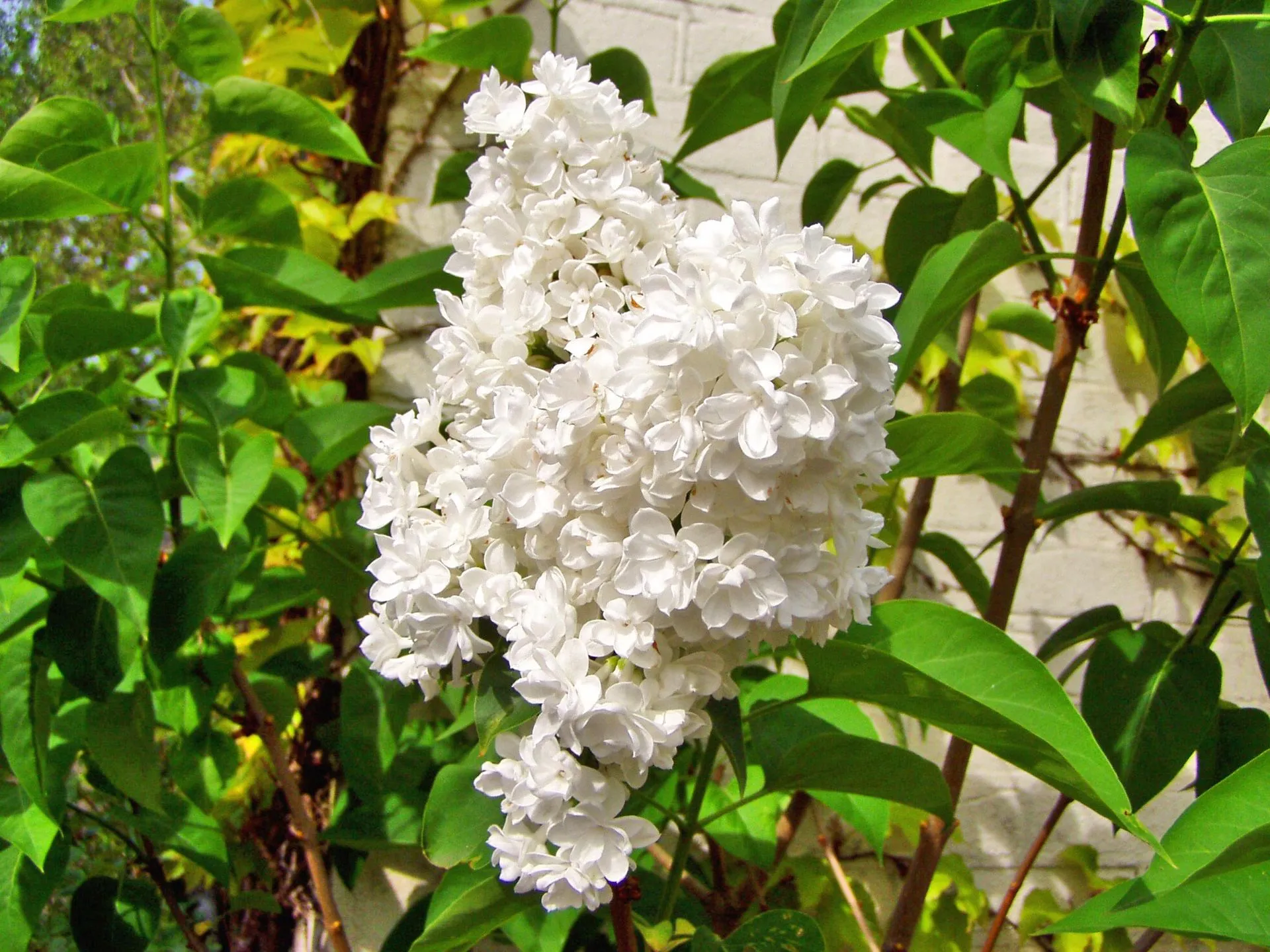 ライラック 白 6月26日の誕生花 通販 愛香園 家庭菜園 造園 観葉植物の通販 造園 樹木 植物のスペシャリスト集団