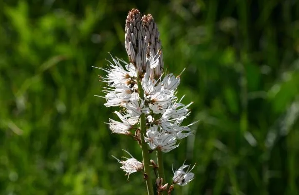 アスフォデル 7月11日の誕生花 通販 愛香園 家庭菜園 造園 観葉植物の通販 造園 樹木 植物のスペシャリスト集団