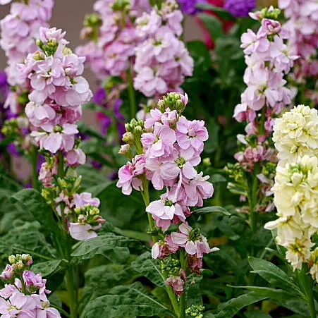 ストック 7月16日の誕生花 通販 愛香園 家庭菜園 造園 観葉植物の通販 造園 樹木 植物のスペシャリスト集団