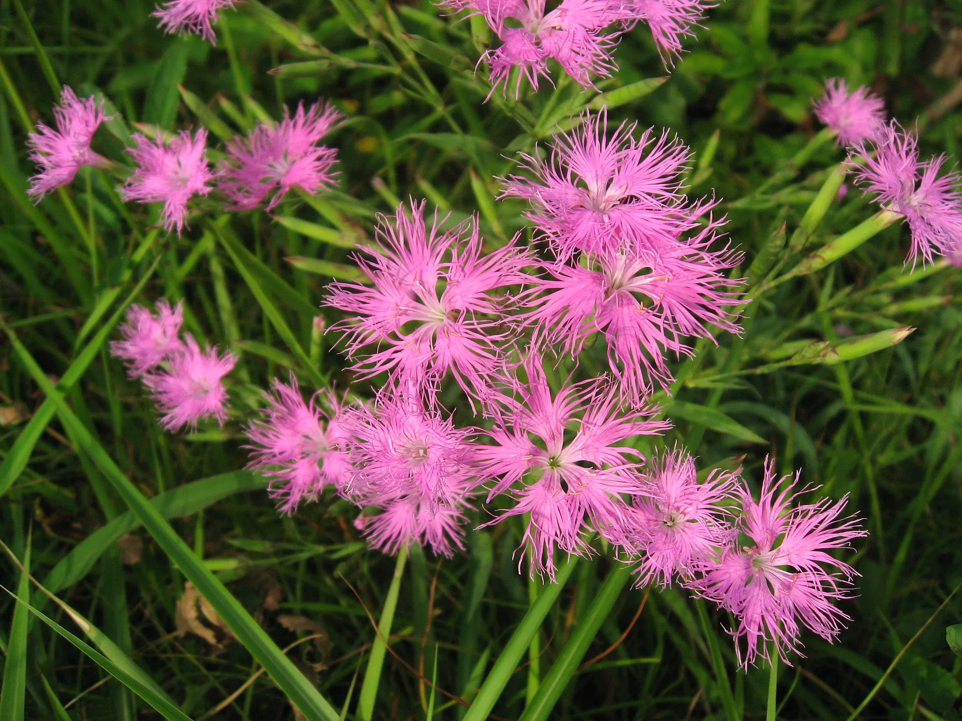 ナデシコ 7月22日の誕生花 通販 愛香園 家庭菜園 造園 観葉植物の通販 造園 樹木 植物のスペシャリスト集団