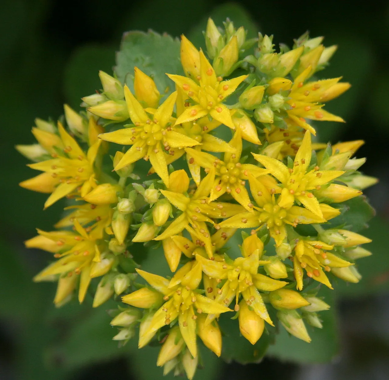 キリンソウ 8月13日の誕生花 通販 愛香園 家庭菜園 造園 観葉植物の通販 造園 樹木 植物のスペシャリスト集団