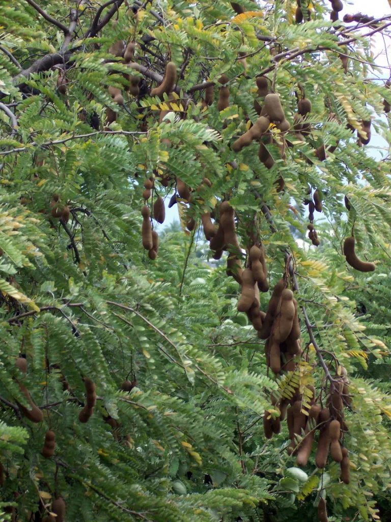 タマリンド 8月16日の誕生花 通販 愛香園 家庭菜園 造園 観葉植物の通販 造園 樹木 植物のスペシャリスト集団