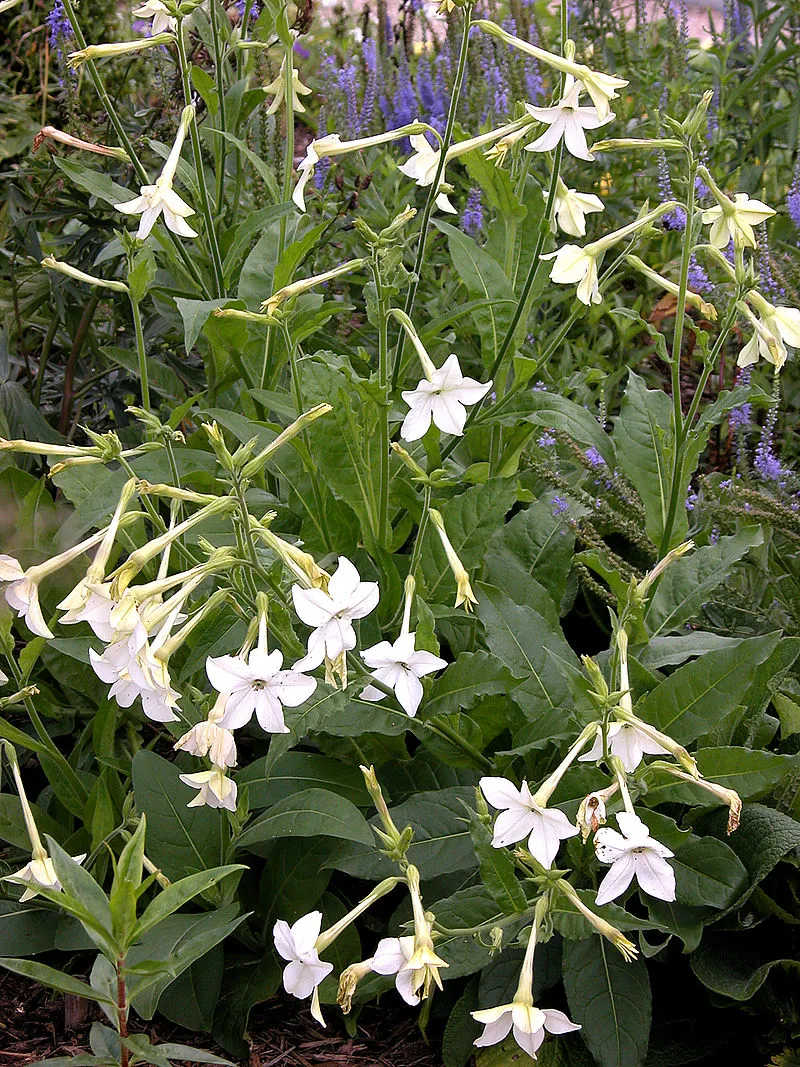 ハナタバコ 8月29日の誕生花 通販 愛香園 家庭菜園 造園 観葉植物の通販 造園 樹木 植物のスペシャリスト集団