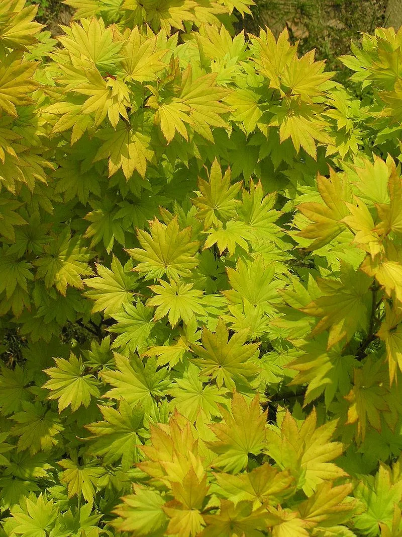 カエデ 10月25日の誕生花 通販 愛香園 家庭菜園 造園 観葉植物の通販 造園 樹木 植物のスペシャリスト集団