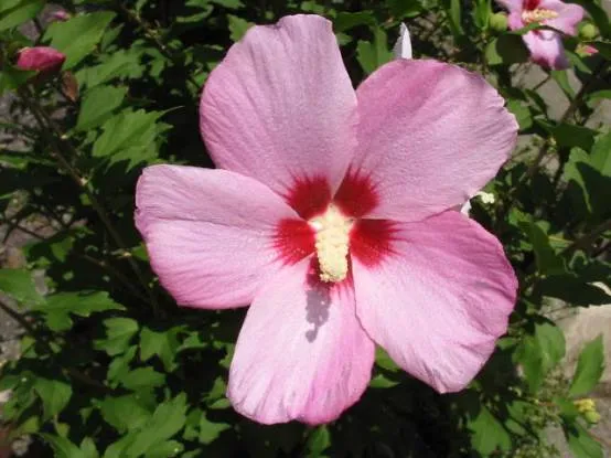 ムクゲ 10月28日の誕生花 通販 愛香園 家庭菜園 造園 観葉植物の通販 造園 樹木 植物のスペシャリスト集団