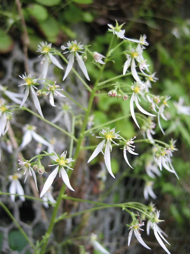 ユキノシタ 12月6日の誕生花 通販 愛香園 家庭菜園 造園 観葉植物の通販 造園 樹木 植物のスペシャリスト集団