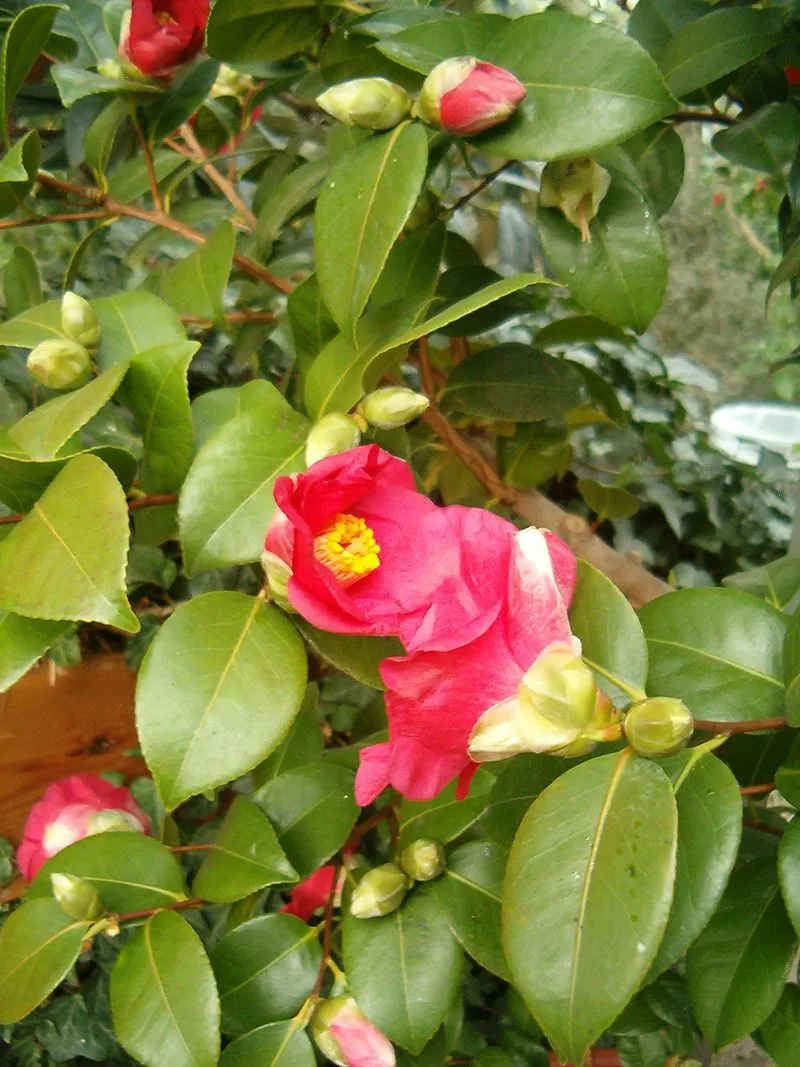 ツバキ 赤 12月10日の誕生花 通販 愛香園 家庭菜園 造園 観葉植物の通販 造園 樹木 植物のスペシャリスト集団