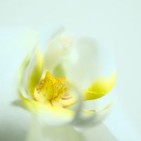 コチョウラン（胡蝶蘭）コチョウラン（学名：Phalaenopsis aphrodite、漢字表記：胡蝶蘭）は、ラン科植物の一つ。東南アジアに分布し、白い花をつける。コチョウランという名は、コチョウラン属 Phalaenopsis の総称としても、同属およびドリテノプシス属を含む洋ランを含む名称としても使われる。しかし和名としてのコチョウランは P. aphrodite に与えられたものである。種としてのコチョウランは東南アジアに分布する大きな平たい葉を持つ単軸性の着生ランである。白い花は美しく、よく似たファレノプシス・アマビリス P. amabilis と共に洋ランとしてのコチョウランのイメージを代表するものである。学名の種小名はギリシャ神話の愛と美と豊穣の女神アフロディテから。wikipediaより
