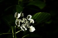 アジサイ（紫陽花）アジサイ（紫陽花、学名：Hydrangea macrophylla）は、アジサイ科アジサイ属の落葉低木の一種である。広義には「アジサイ」の名はアジサイ属植物の一部の総称でもある。狭義には品種の一つ H. macrophylla f. macrophylla の和名であり、他との区別のためこれがホンアジサイと呼ばれることもある。原種は日本に自生するガクアジサイである。狭義のアジサイ（ホンアジサイ）は、日本で原種ガクアジサイから改良した園芸品種で、ガクアジサイに近い落葉低木。6月から7月にかけて開花し、白、青、紫または赤色の萼（がく）が大きく発達した装飾花をもつ。ガクアジサイではこれが花序の周辺部を縁取るように並び、園芸では「額咲き」と呼ばれる。ガクアジサイから変化し、花序が球形ですべて装飾花となったアジサイは、「手まり咲き」と呼ばれる。栽培は、梅雨期に主に挿し木によって繁殖させている。日本、ヨーロッパ、アメリカなどで観賞用に広く栽培され、多くの品種が作り出されている。原産地は日本で、ヨーロッパで品種改良されたものはセイヨウアジサイと呼ばれる。変種のアマチャは稀に山地に自生するが、多くは寺院などで栽培されている。また、漢方で用いないが、民間では薬用植物として利用できる。なお、本種は有毒植物であるため、園芸や切り花として利用する際には取り扱いに注意が必要である。ただし、口に入れなければ毒の効果はない。食べてしまうと吐き気などの症状が出る。wikipediaより