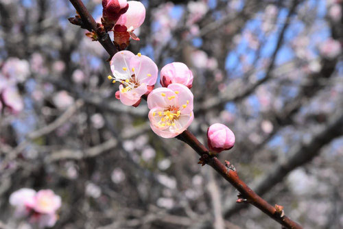 アンズ 花言葉 通販 愛香園 家庭菜園 造園 観葉植物の通販 造園 樹木 植物のスペシャリスト集団