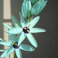 イキシア 花言葉 通販 愛香園 家庭菜園 造園 観葉植物の通販 造園 樹木 植物のスペシャリスト集団