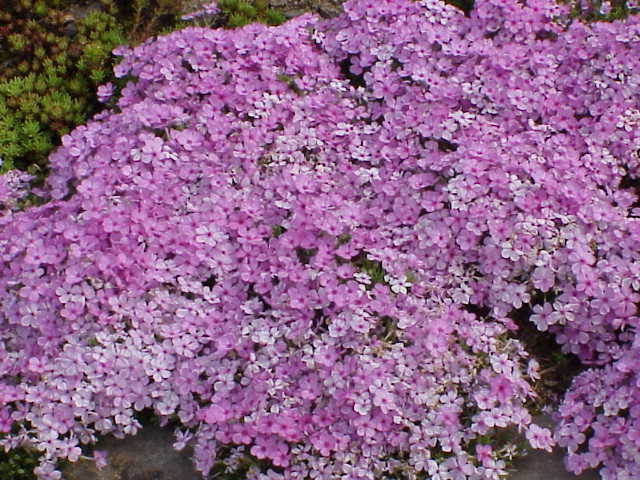 フロックス 花言葉 通販 愛香園 家庭菜園 造園 観葉植物の通販 造園 樹木 植物のスペシャリスト集団