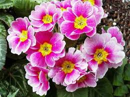 プリムラ ジュリアン 花占い 通販 愛香園 家庭菜園 造園 観葉植物の通販 造園 樹木 植物のスペシャリスト集団