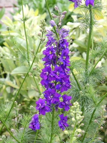 千鳥草 花占い 通販 愛香園 家庭菜園 造園 観葉植物の通販 造園 樹木 植物のスペシャリスト集団