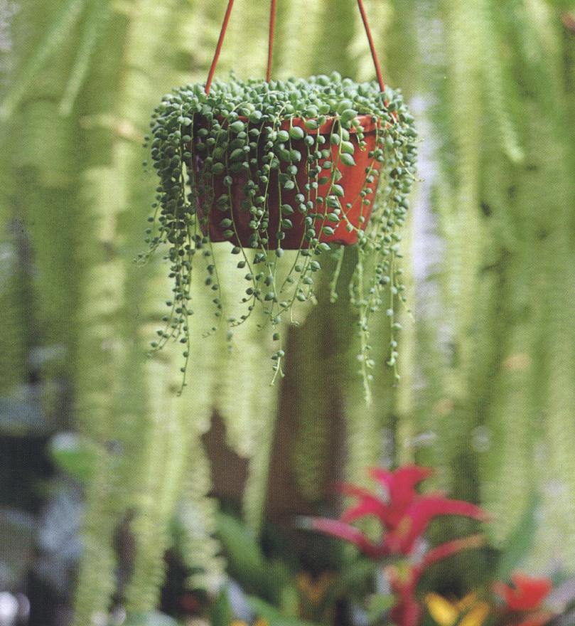 グリーンネックレス 花占い 通販 愛香園 家庭菜園 造園 観葉植物の通販 造園 樹木 植物のスペシャリスト集団