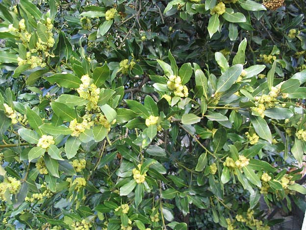 月桂樹 花占い 通販 愛香園 家庭菜園 造園 観葉植物の通販 造園 樹木 植物のスペシャリスト集団