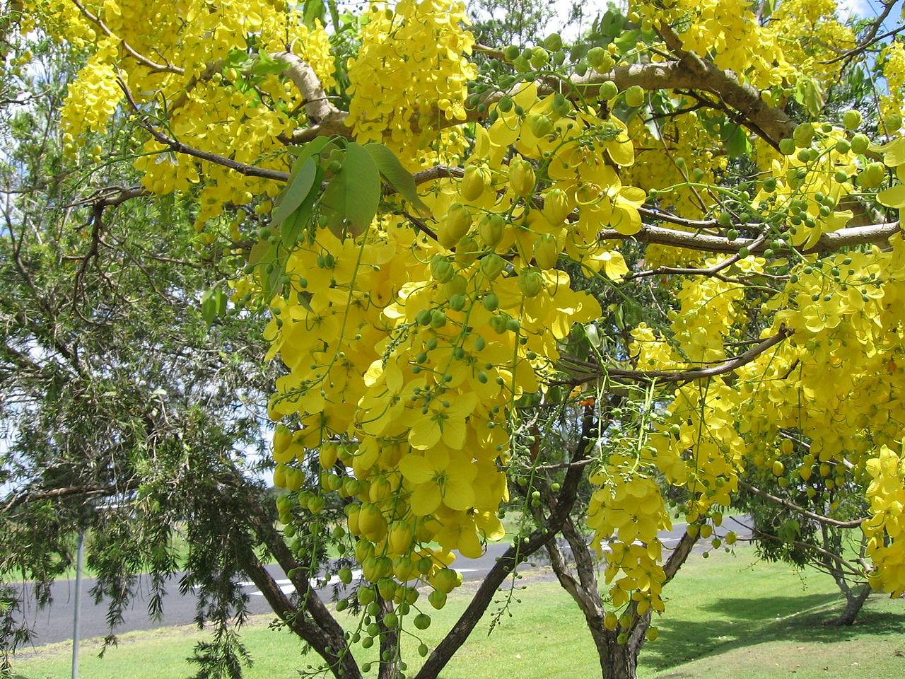 ナンバンサイカチ スイレン タイ の国花 世界の国花 通販 愛香園 家庭菜園 造園 観葉植物の通販 造園 樹木 植物のスペシャリスト集団